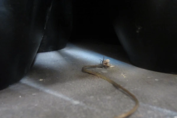 vertrocknete Blume in einem Urnenregal