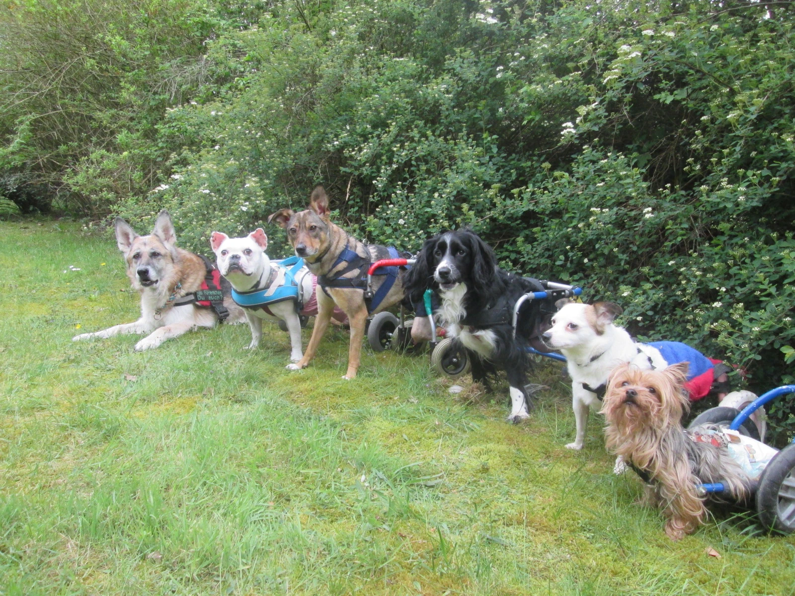 Hunde im Rollstuhl, Gruppenbild