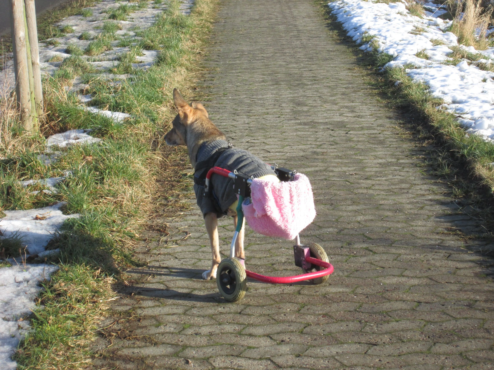 Hund im Rollstuhl mit Handtuch als Windel und Polsterung
