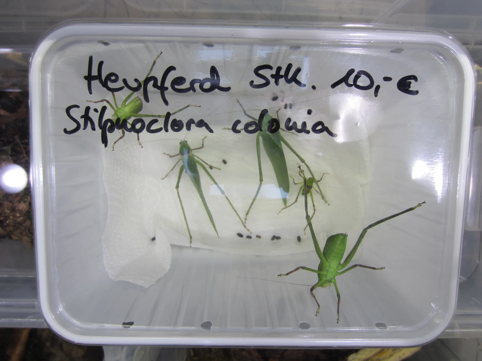 Heupferde zum Verkauf