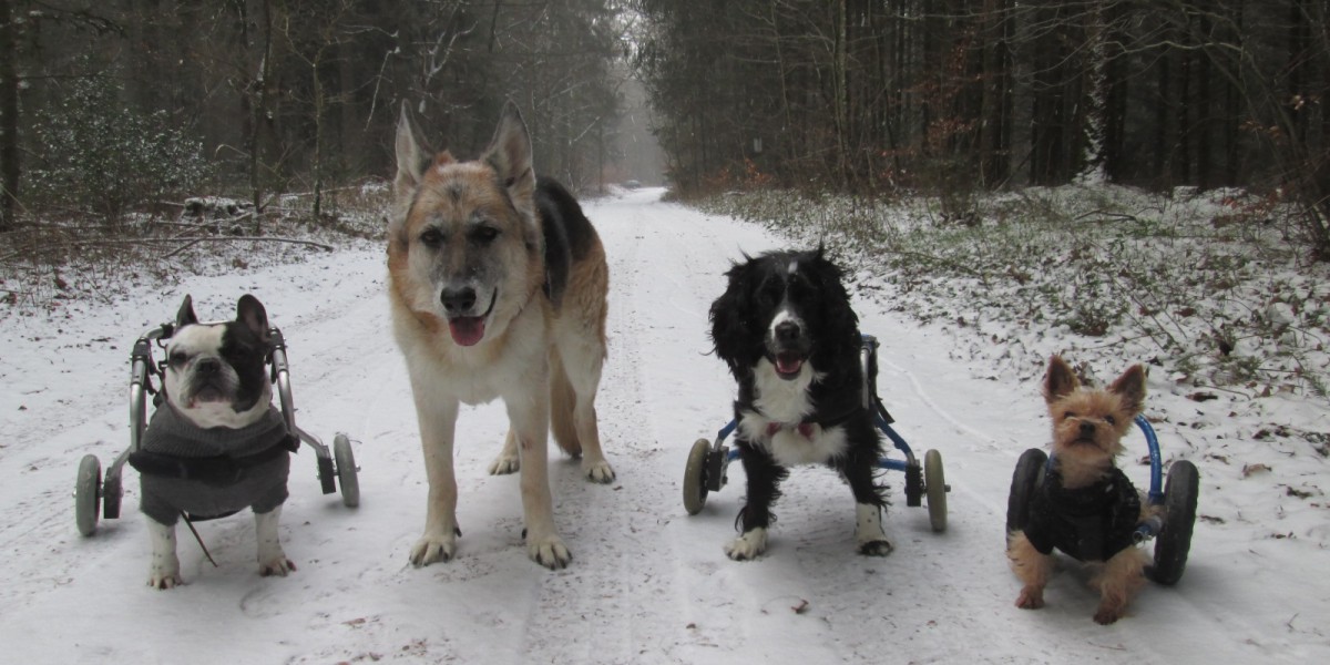 Hunde im Rollstuhl beim Winterspaziergang