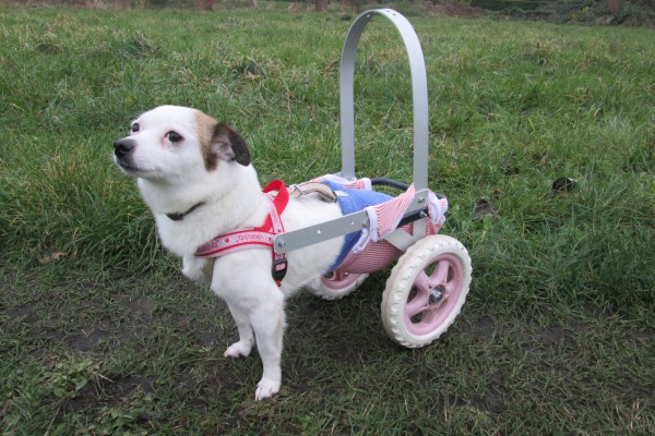 Hund im Rollstuhl