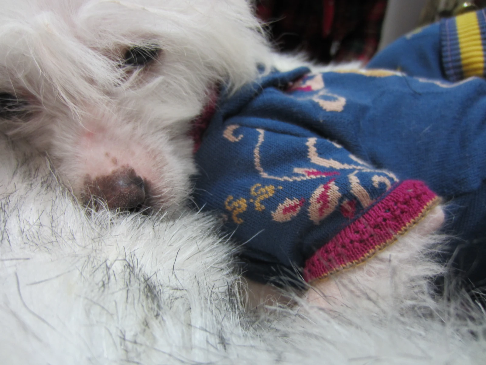 Hund im Pullover auf einem Fell