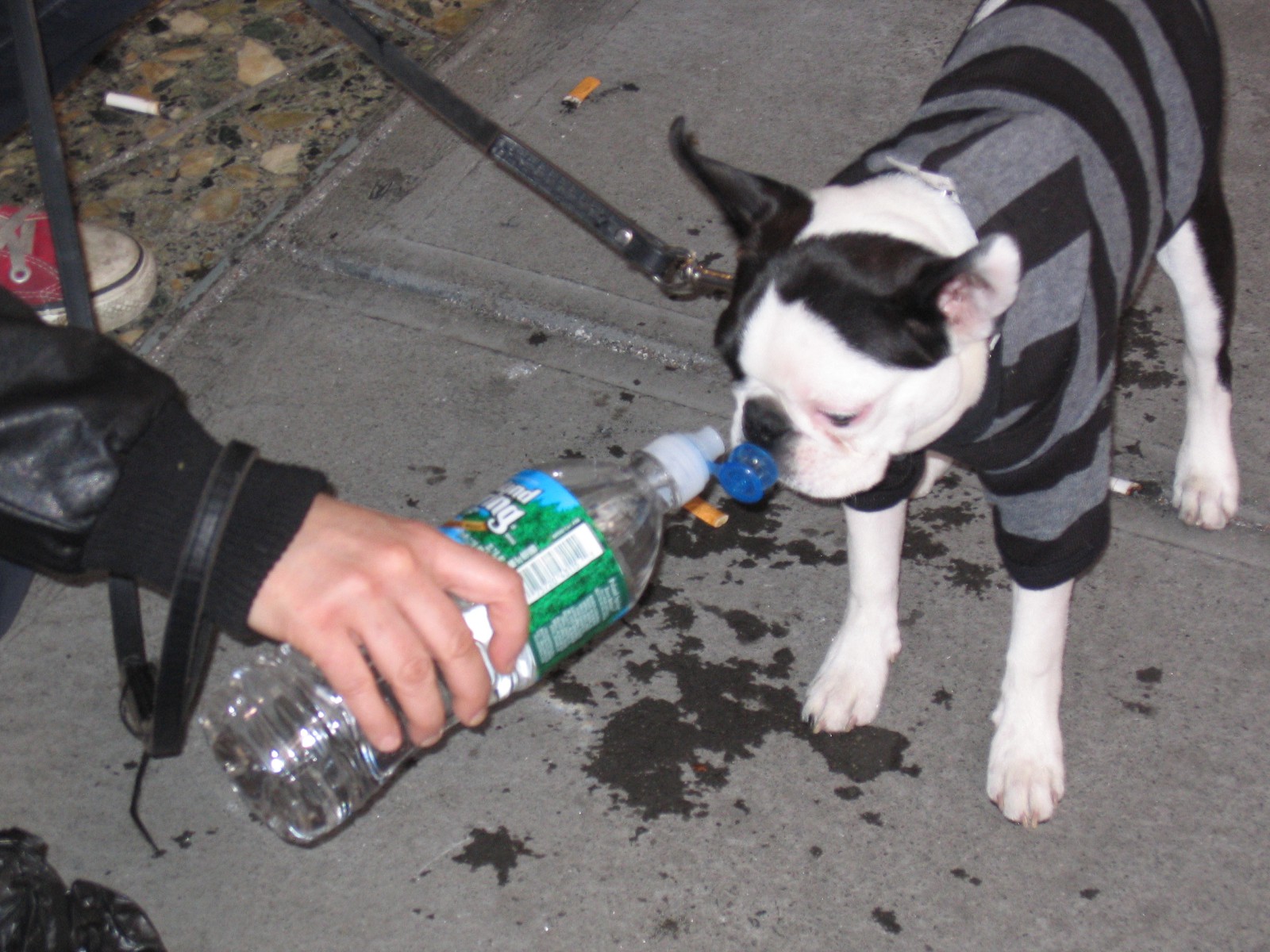 Hund trinkt aus einer Wasserflasche