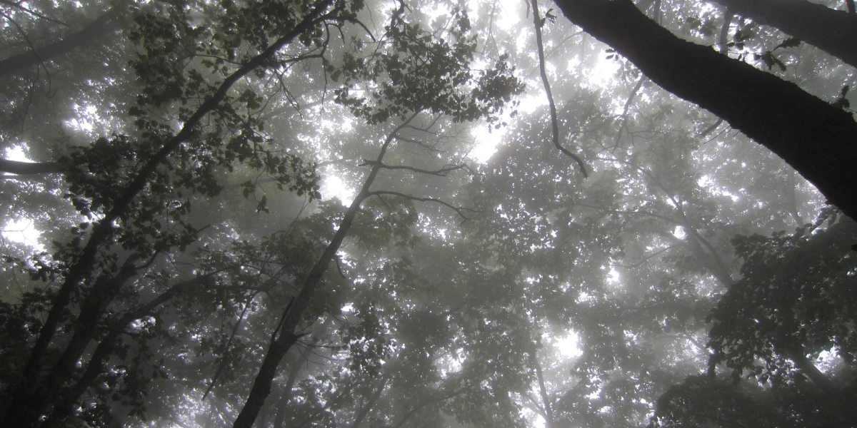 Wald im Nebel